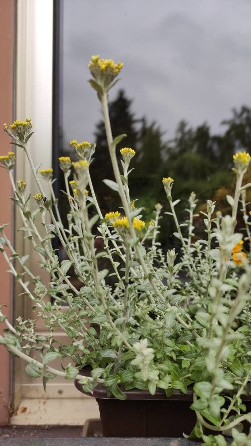 Helichrysum cymosum habit
