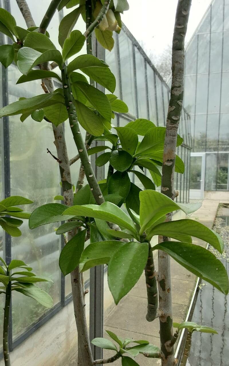 Euphorbia cupularis — houseplant care guide