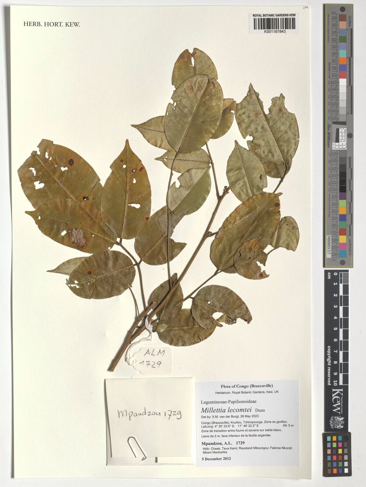 Millettia lecomtei — houseplant care guide