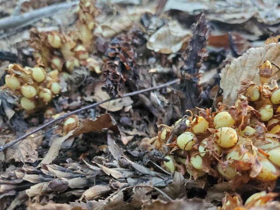 Conopholis americana fruit