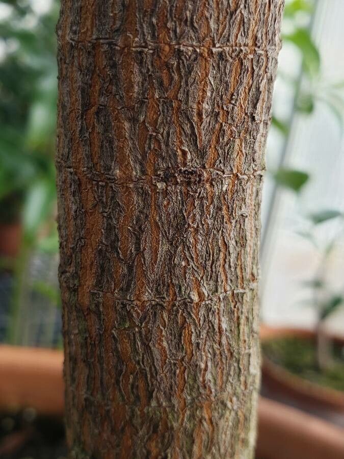 Cinchona pubescens bark