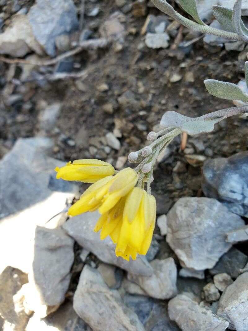Physaria chambersii flower