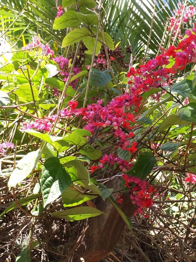 Clerodendrum splendens habit