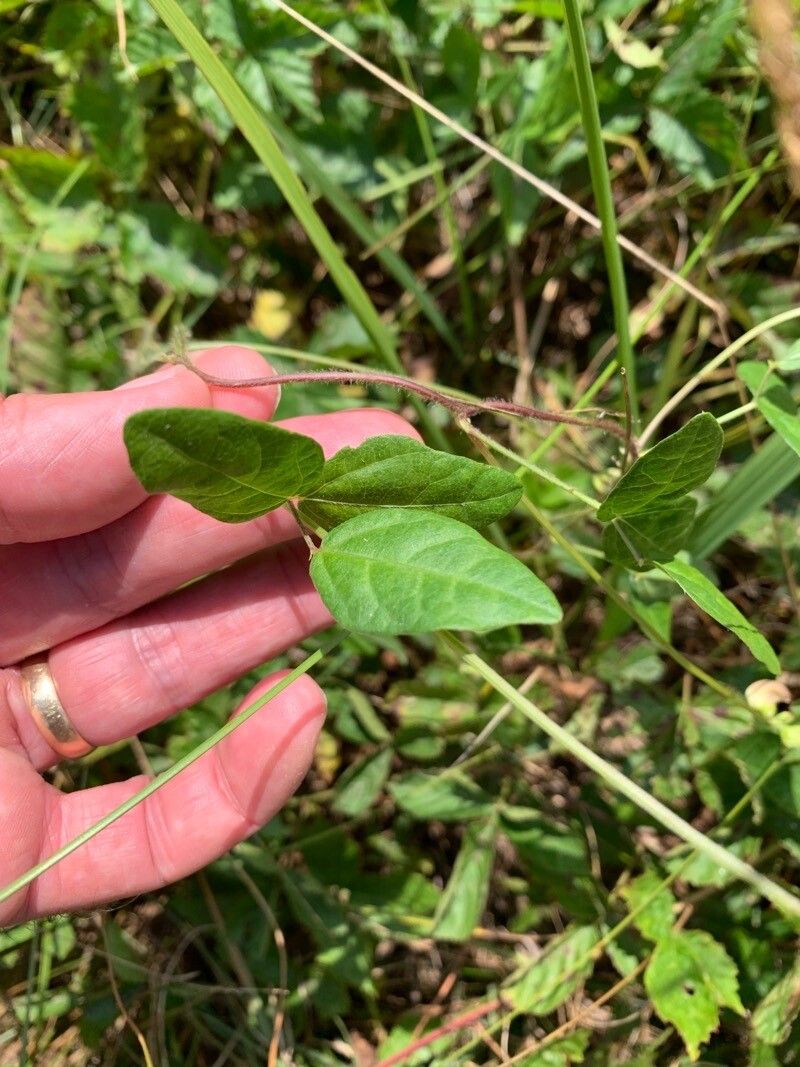 Strophostyles helvola — search result for 'Eastern United States and Canada'