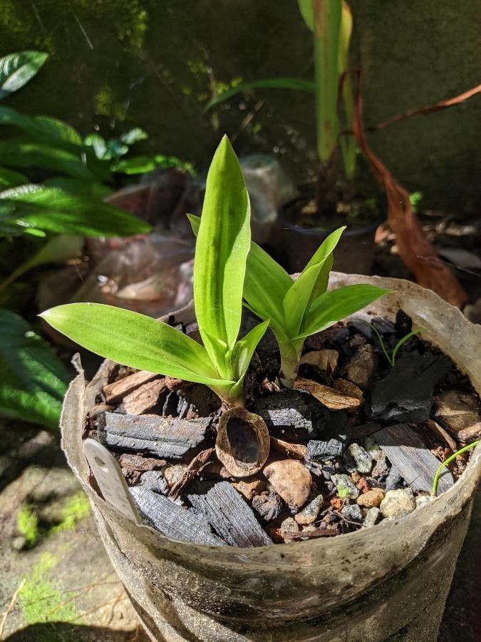 Sacoila lanceolata — houseplant care guide