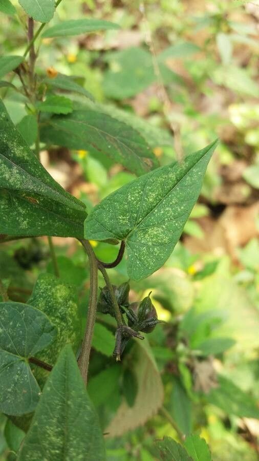 Ipomoea cristulata leaf