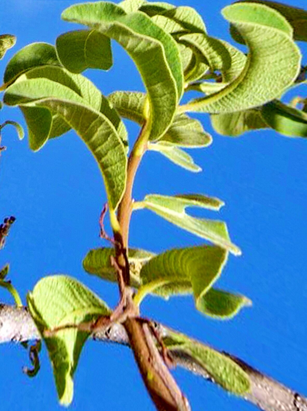 Ozoroa crassinervia — related species from the same genus