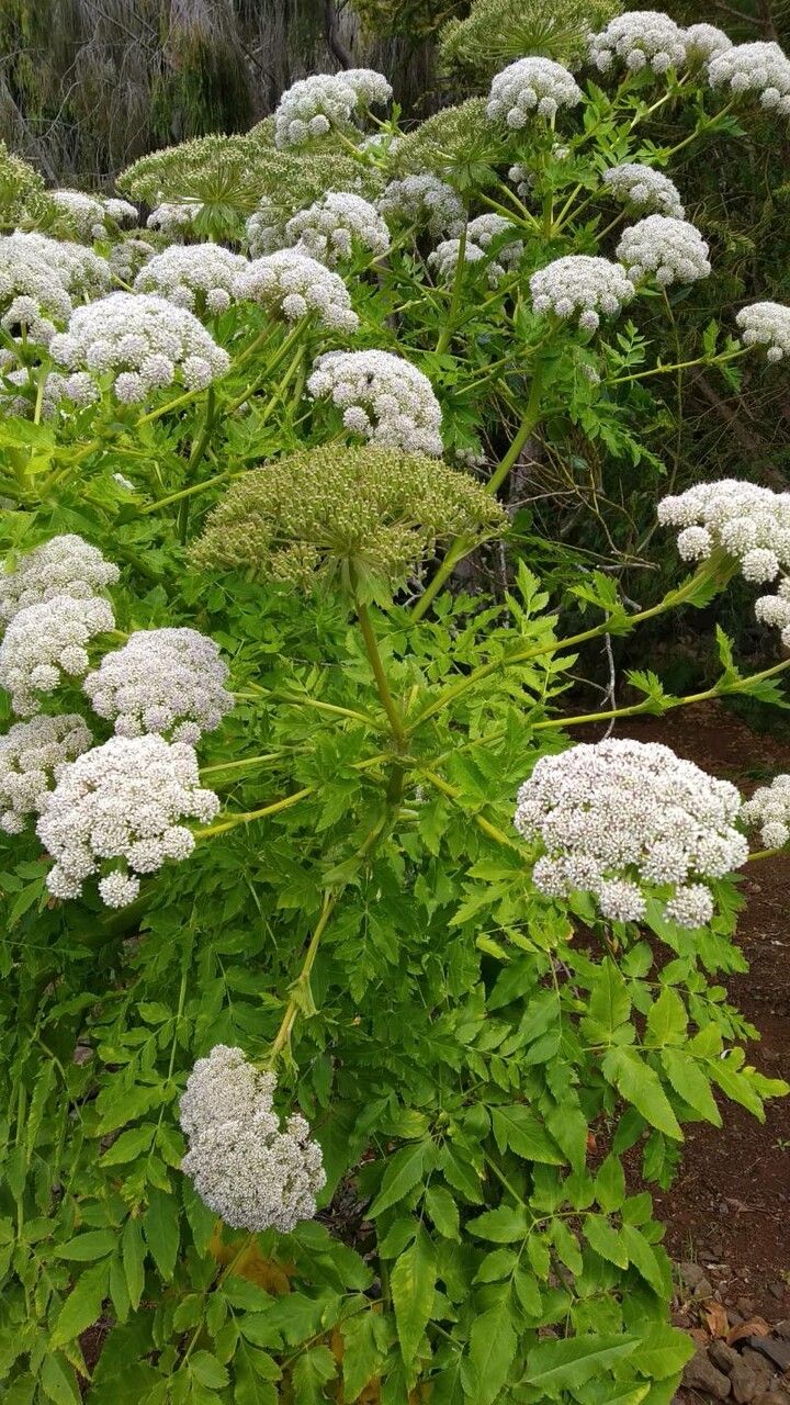 Melanoselinum decipiens flower