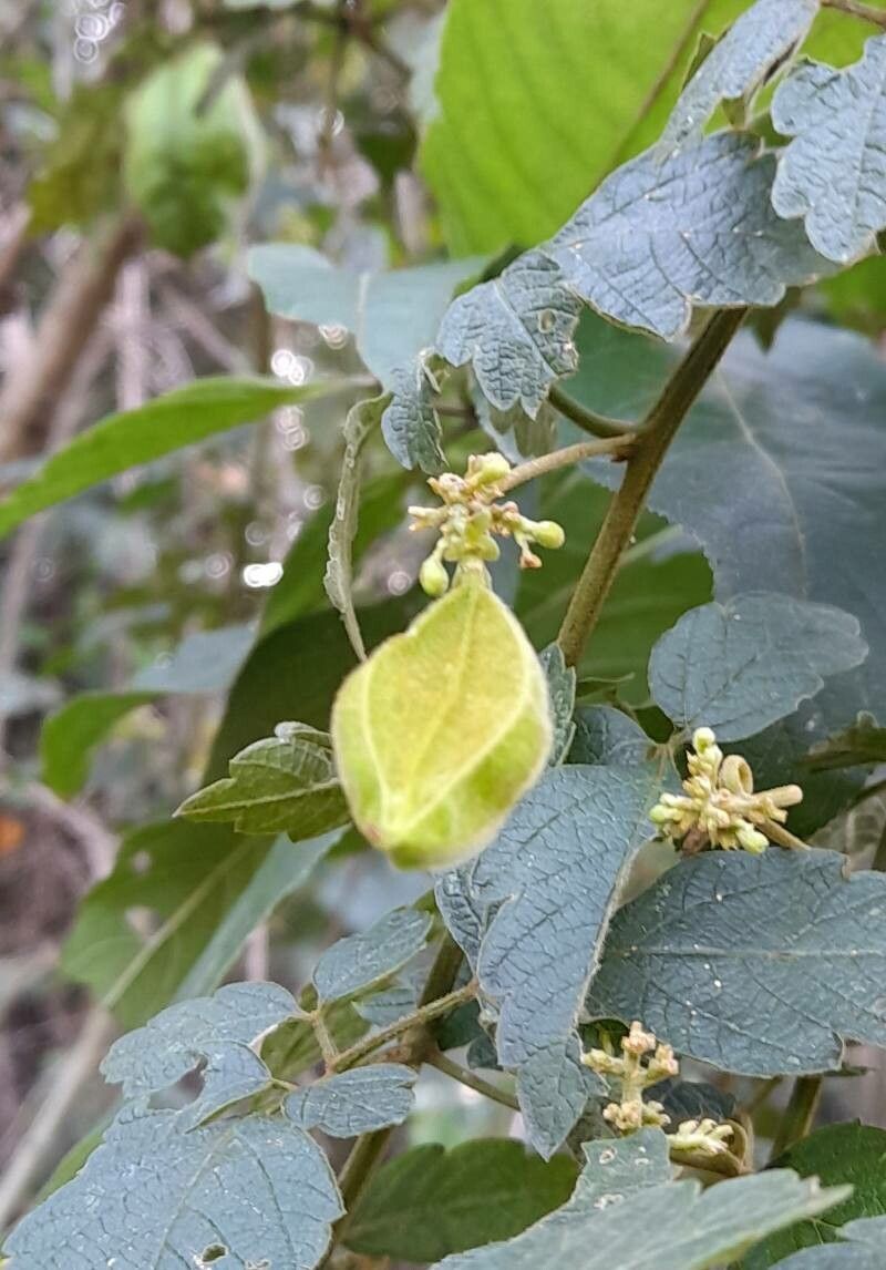 Cardiospermum grandiflorum fruit