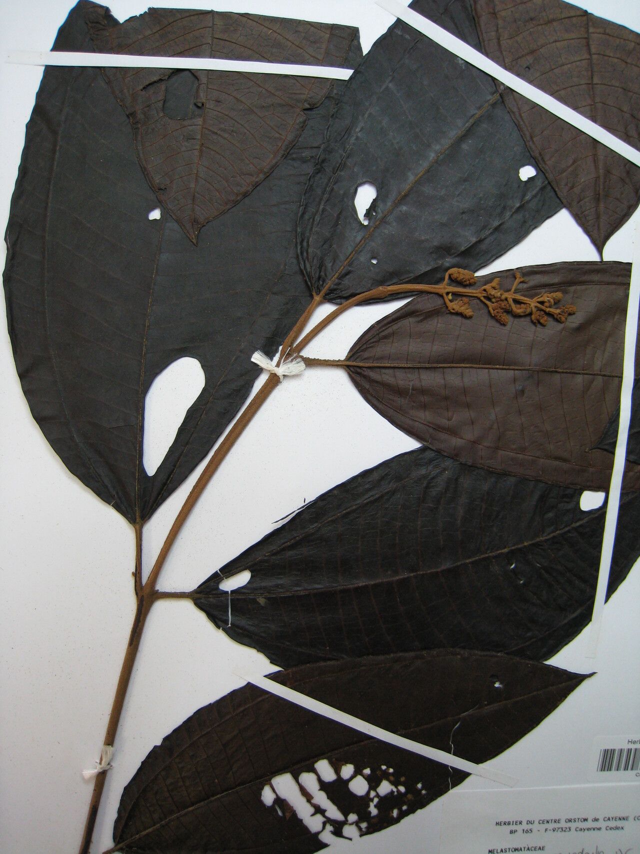 Miconia eriodonta other