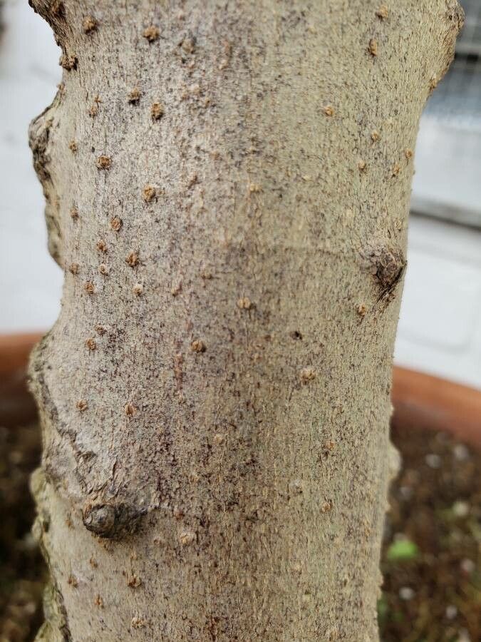 Wrightia religiosa bark