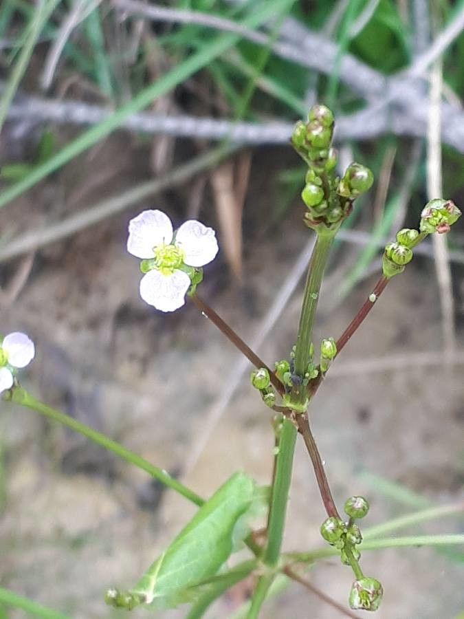 Alisma plantago-aquatica flower