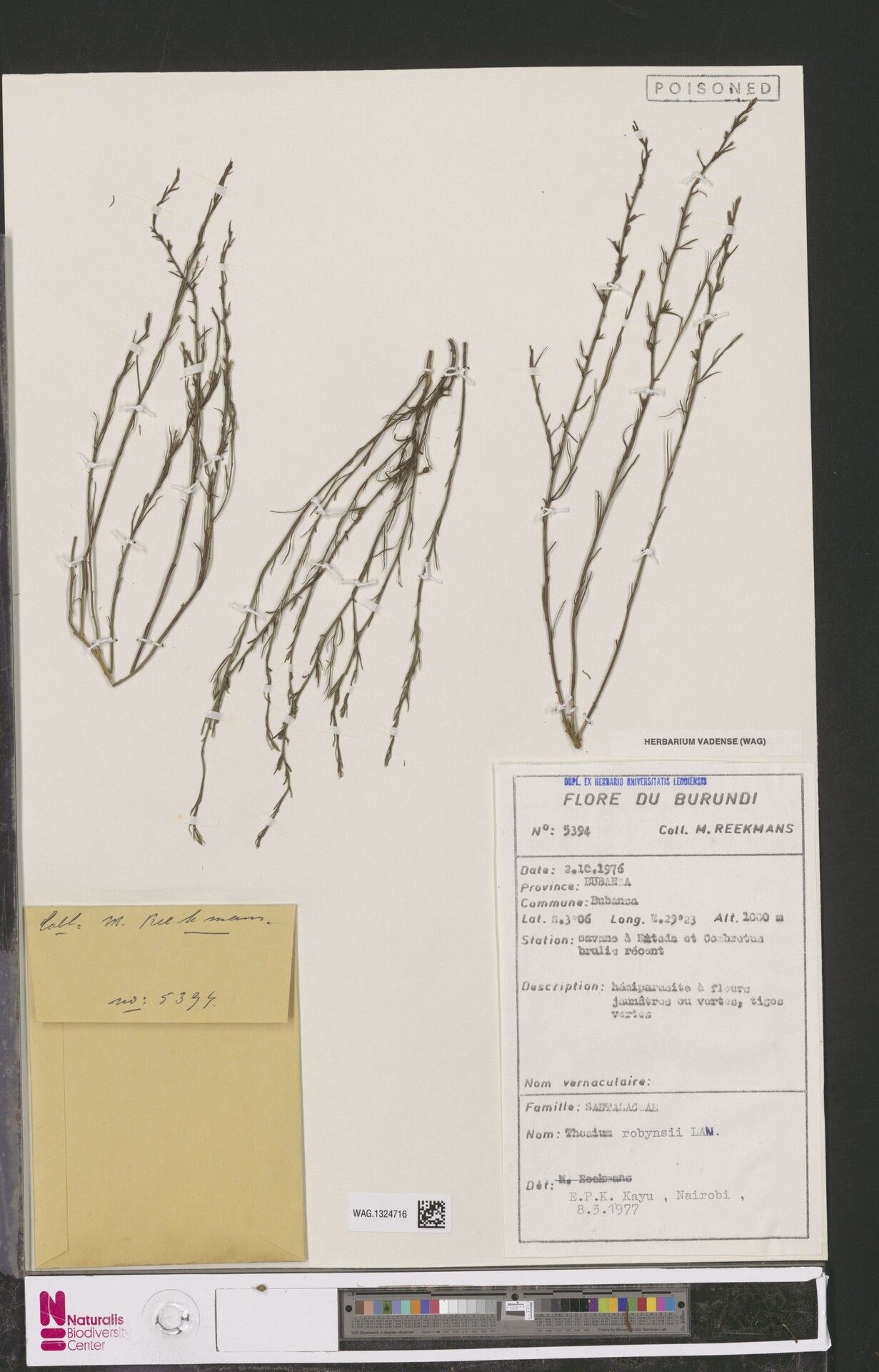 Thesium robynsii — houseplant care guide