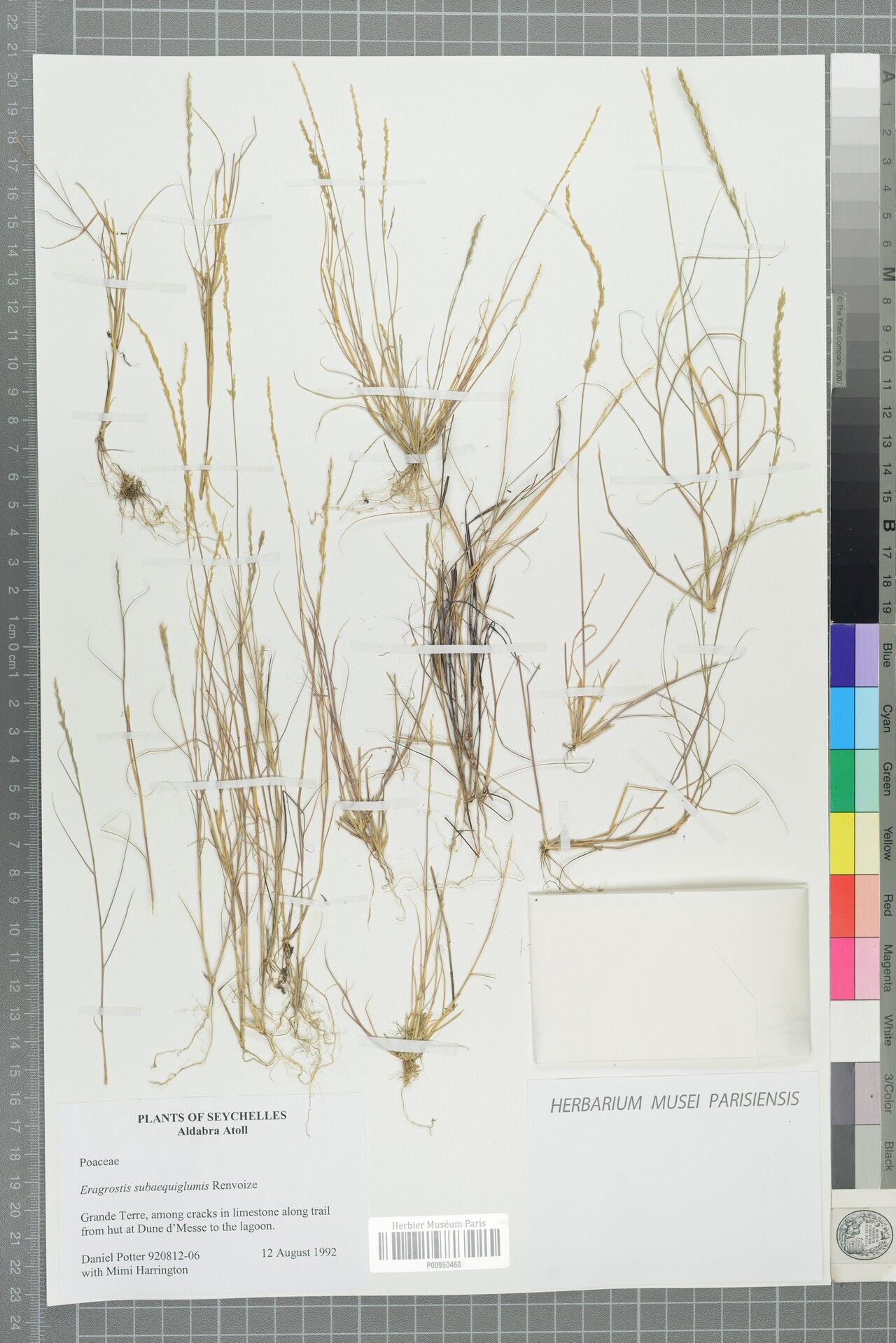 Eragrostis subaequiglumis — search result for 'Eragrostis'