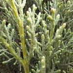 Cupressus sempervirens