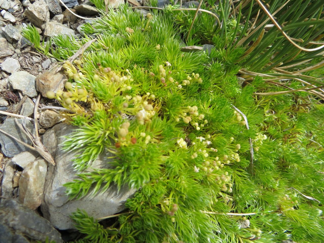 Galium cespitosum habit