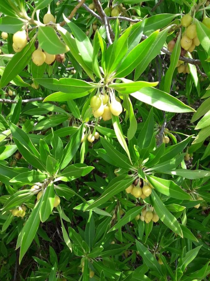 Bontia daphnoides — search result for 'Scrophulariaceae'