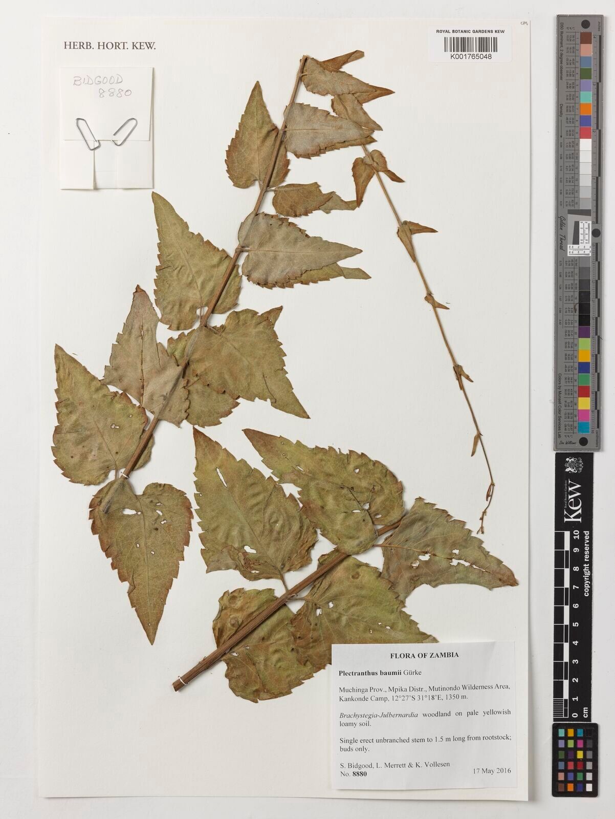 Coleus gracilipedicellatum — search result for 'Coleus'