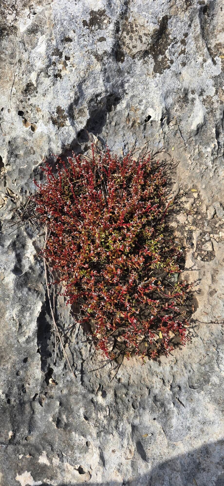 Sedum microcarpum flower