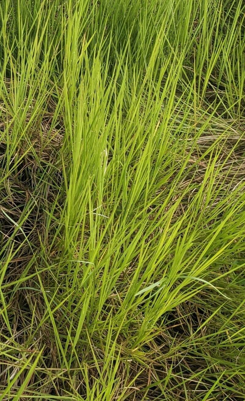 Urochloa dictyoneura — houseplant care guide