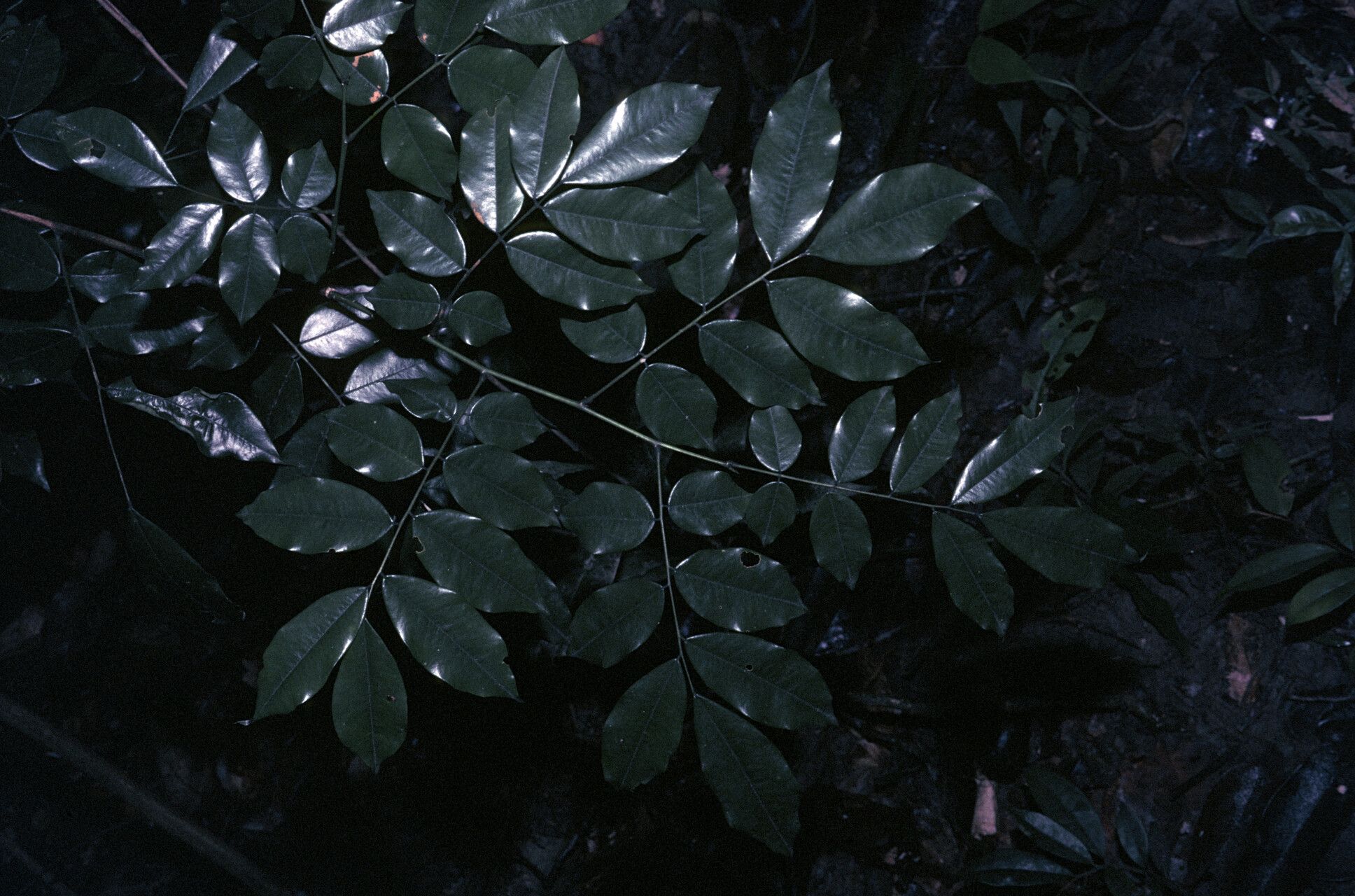 Machaerium leiophyllum — search result for 'Leiophyllum'