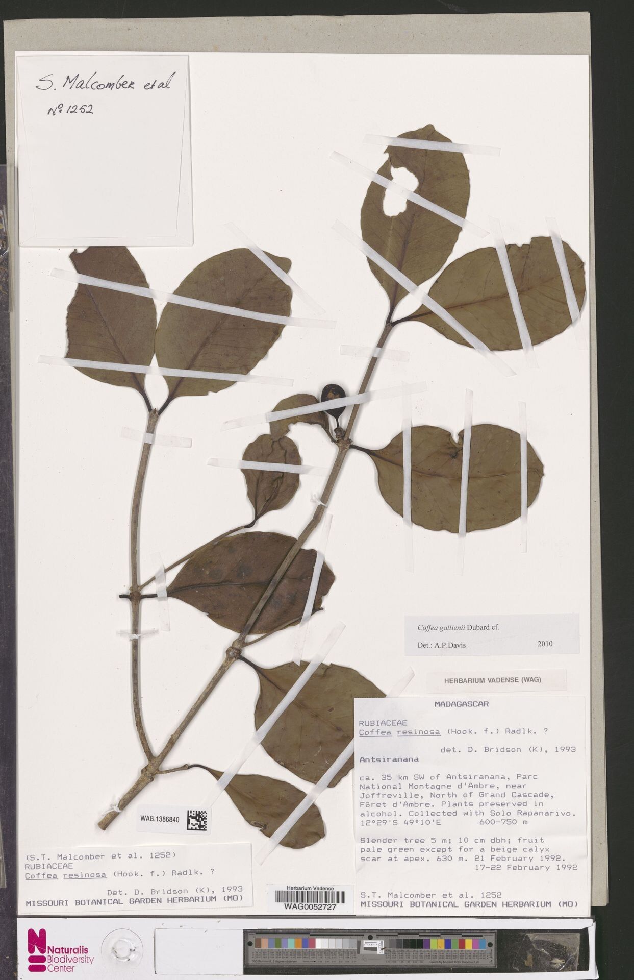 Coffea gallienii — houseplant care guide