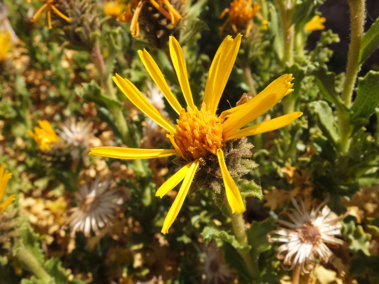 Haplopappus rigidus flower