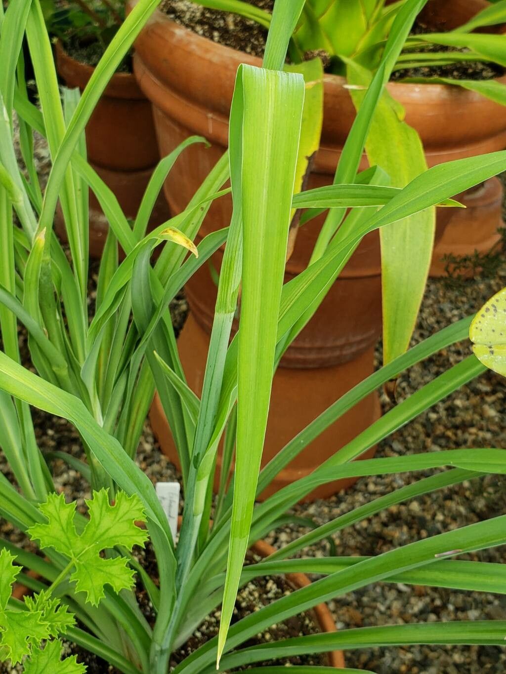 Echeandia texensis — houseplant care guide