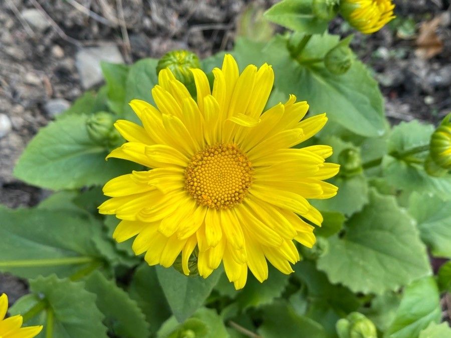 Doronicum orientale flower