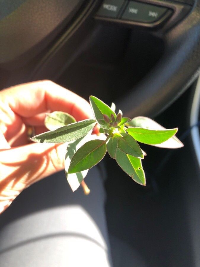 Clarkia rhomboidea leaf