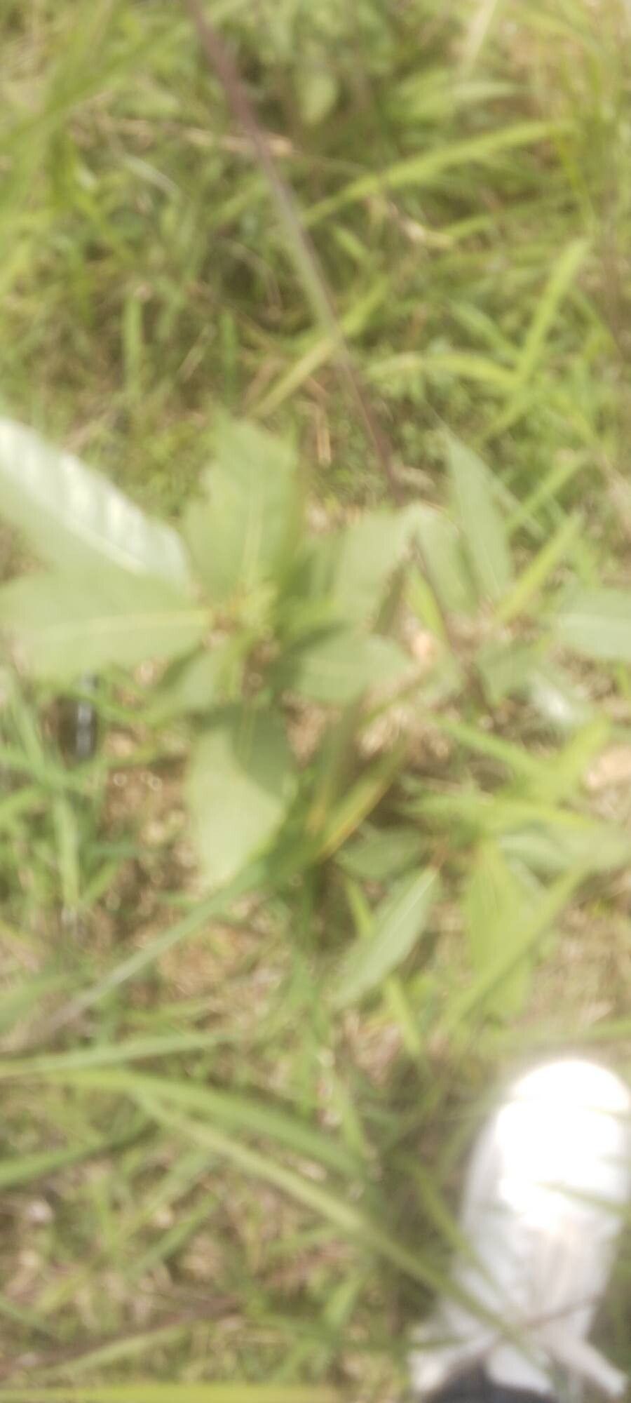 Solanum limitare — houseplant care guide