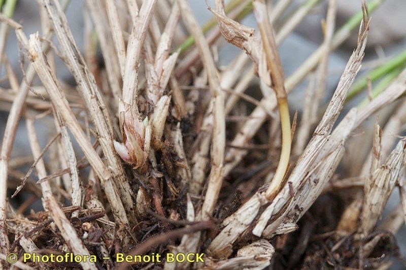 Festuca dimorpha bark