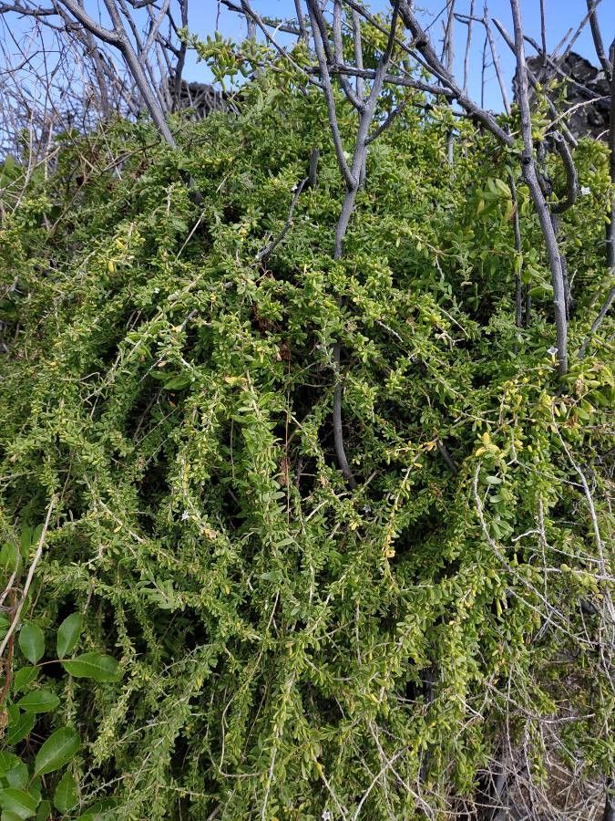 Lycium mascarenense habit