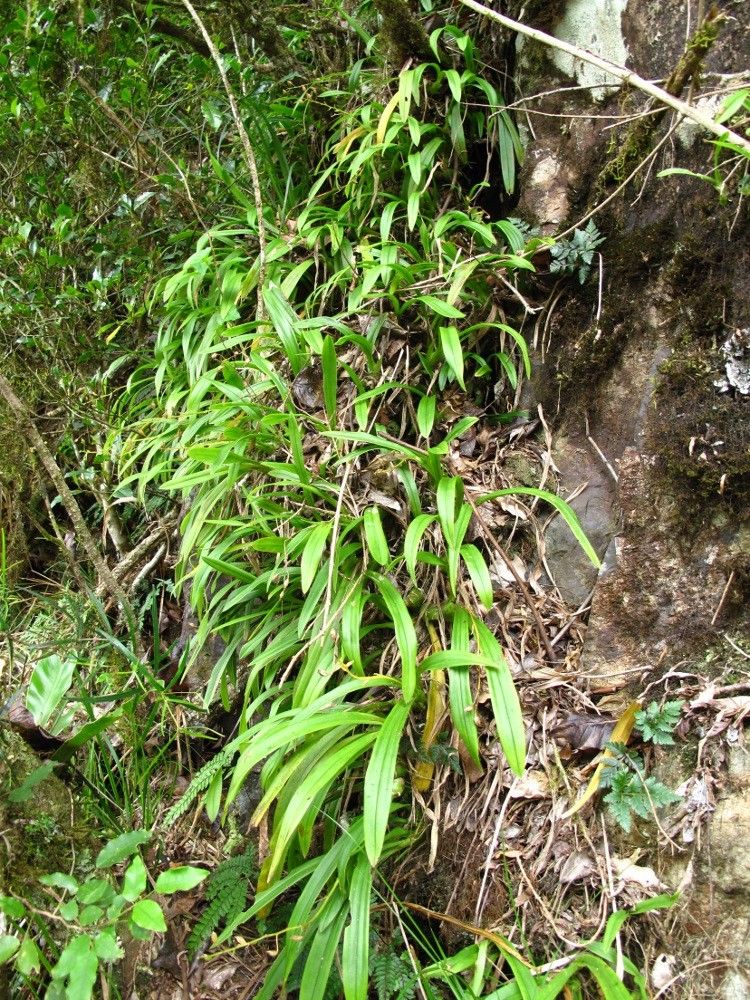 Liparis phalacrocorax habit