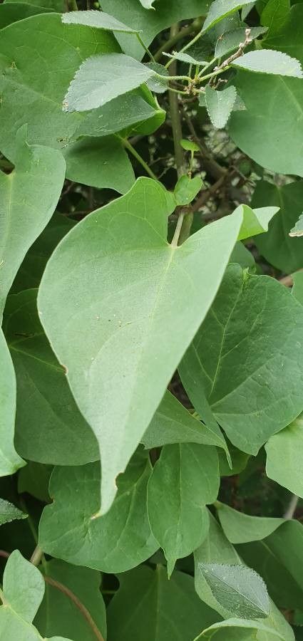 Thunbergia guerkeana — search result for 'Thunbergia'