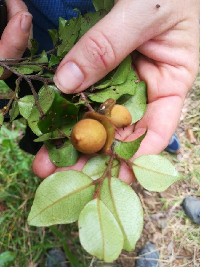 Diospyros pancheri — houseplant care guide