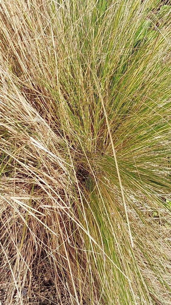 Austrostipa tenuifolia leaf