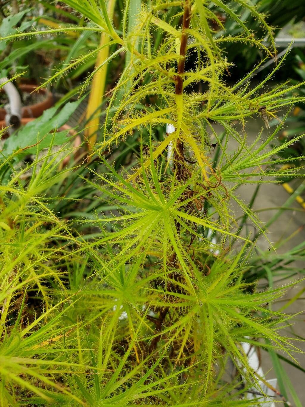 Roridula dentata — houseplant care guide