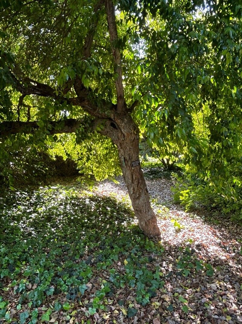 Xylosma congesta habit