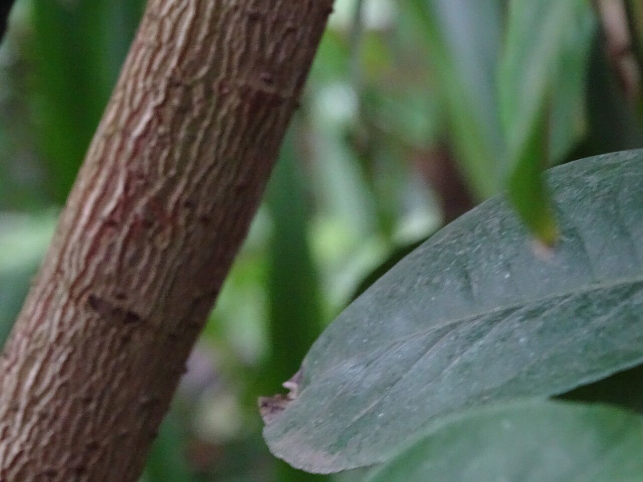 Ardisia humilis bark