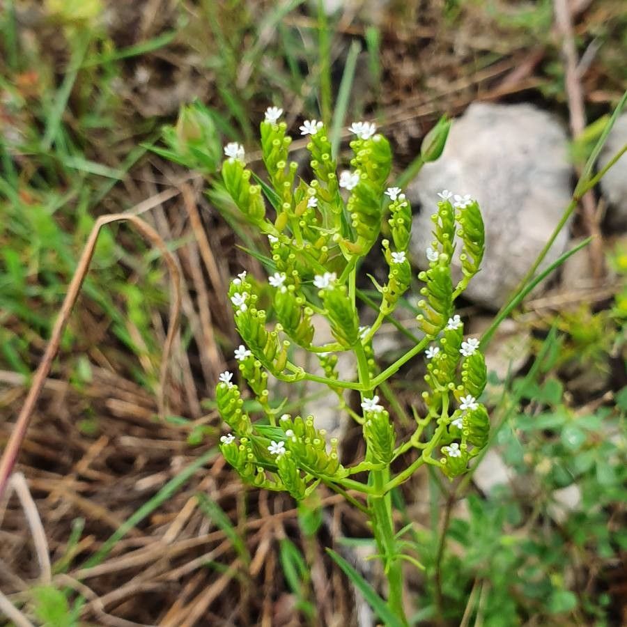 Valerianella dentata flower