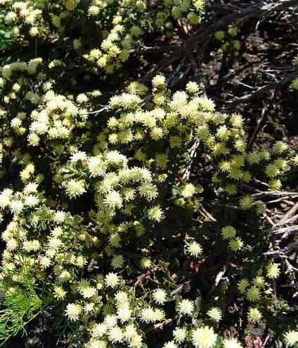 Nidorella ivifolia habit