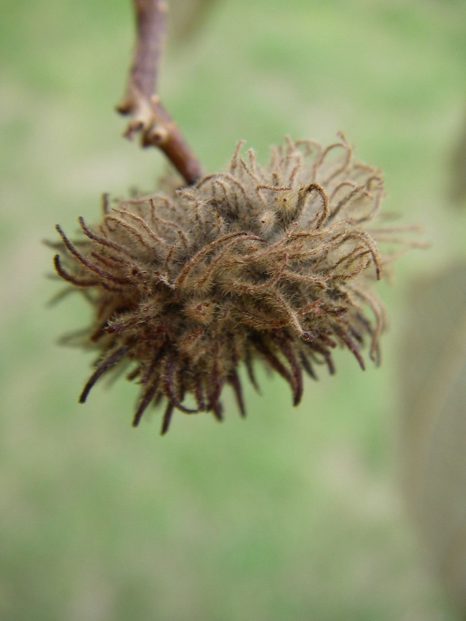 Commersonia bartramia fruit