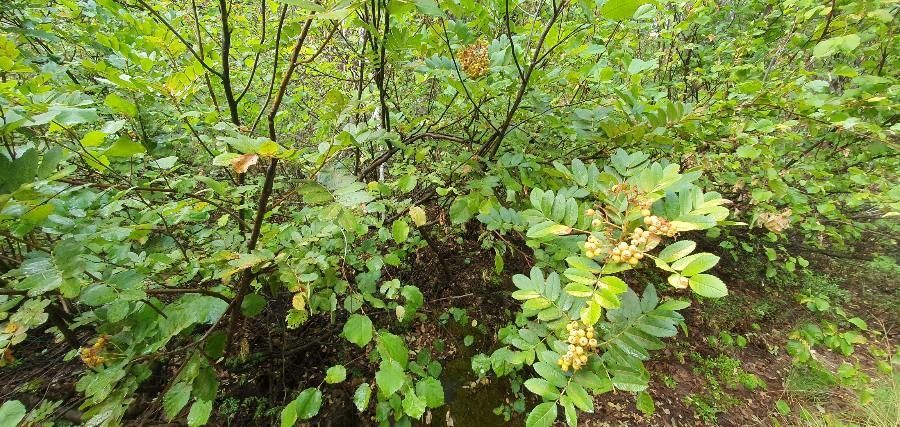 Sorbus californica bark