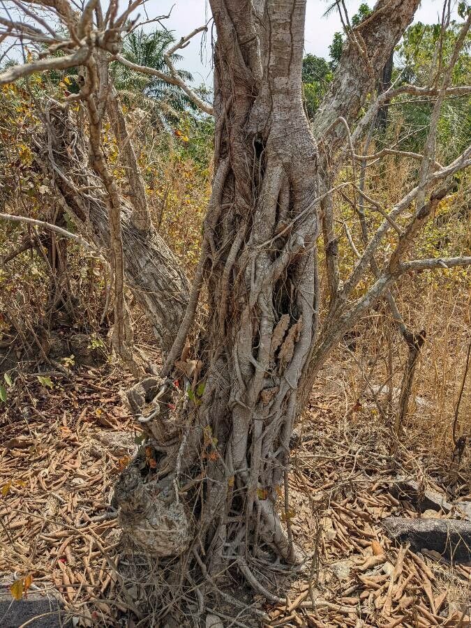Erythrina senegalensis bark