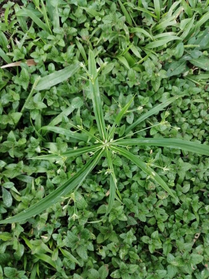 Cyperus laxus flower