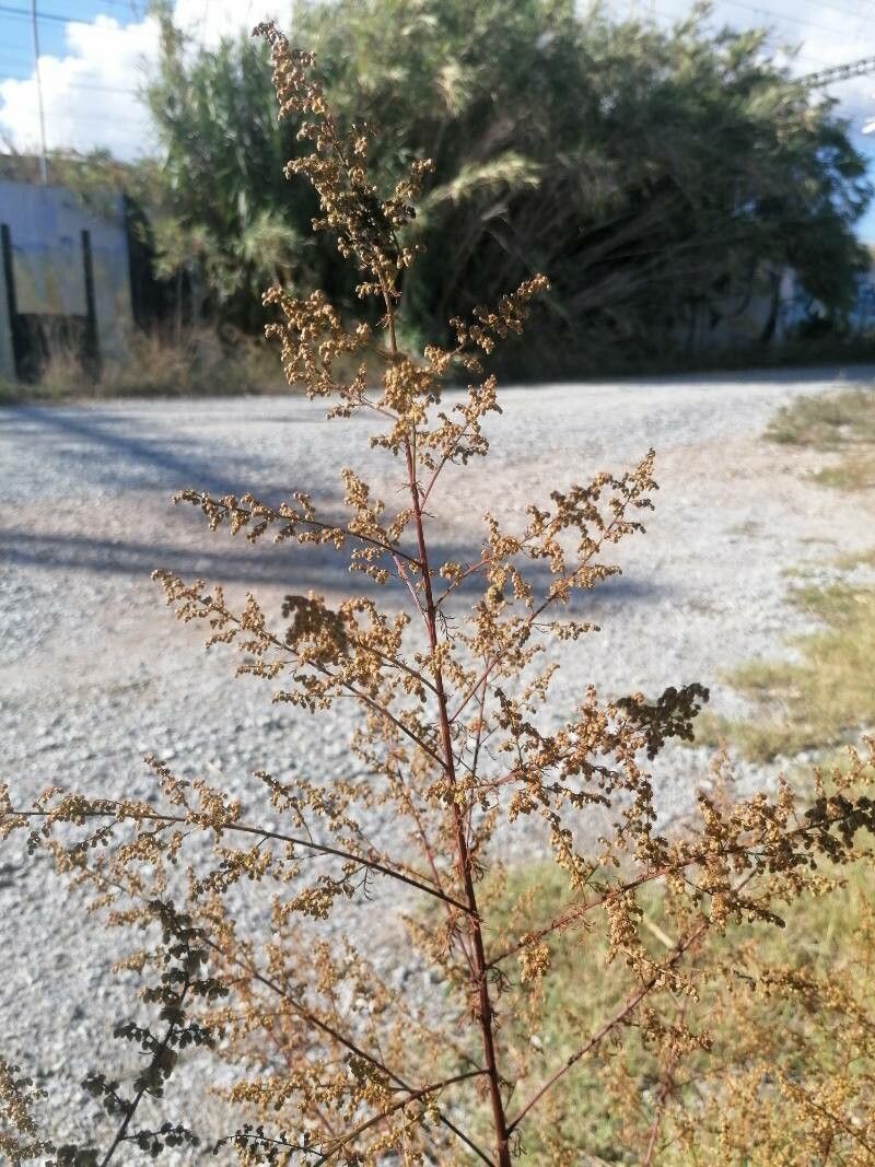 Artemisia scoparia fruit