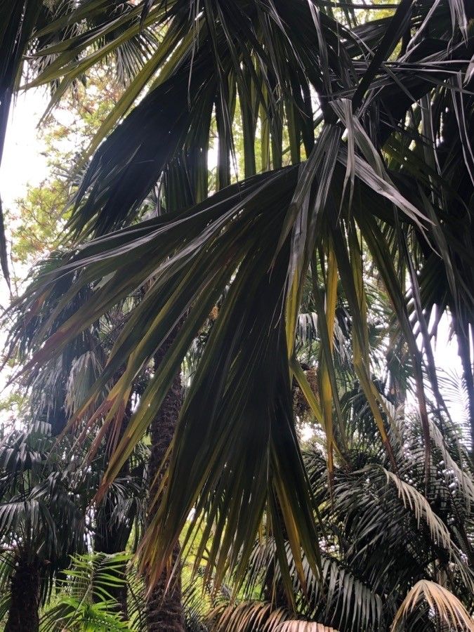 Sabal mauritiiformis leaf