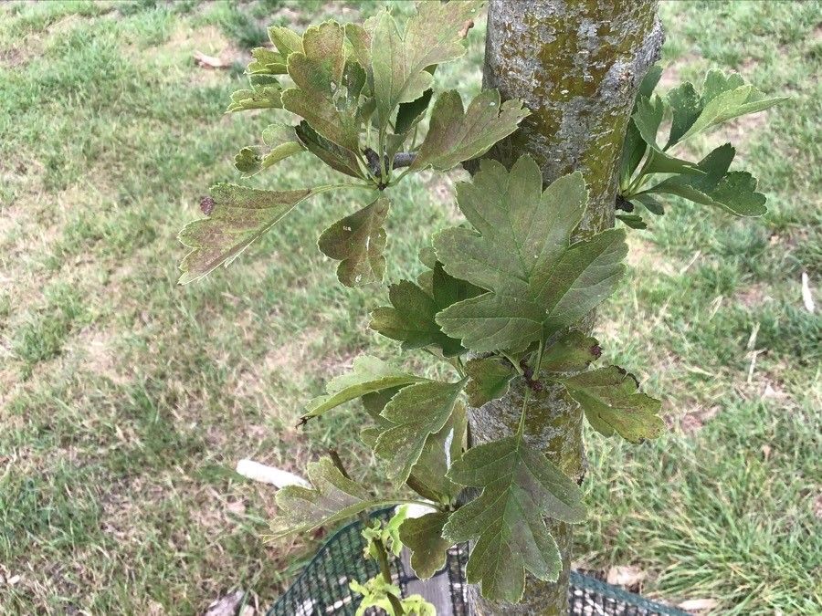 Crataegus wilsonii — search result for 'Crataegus'