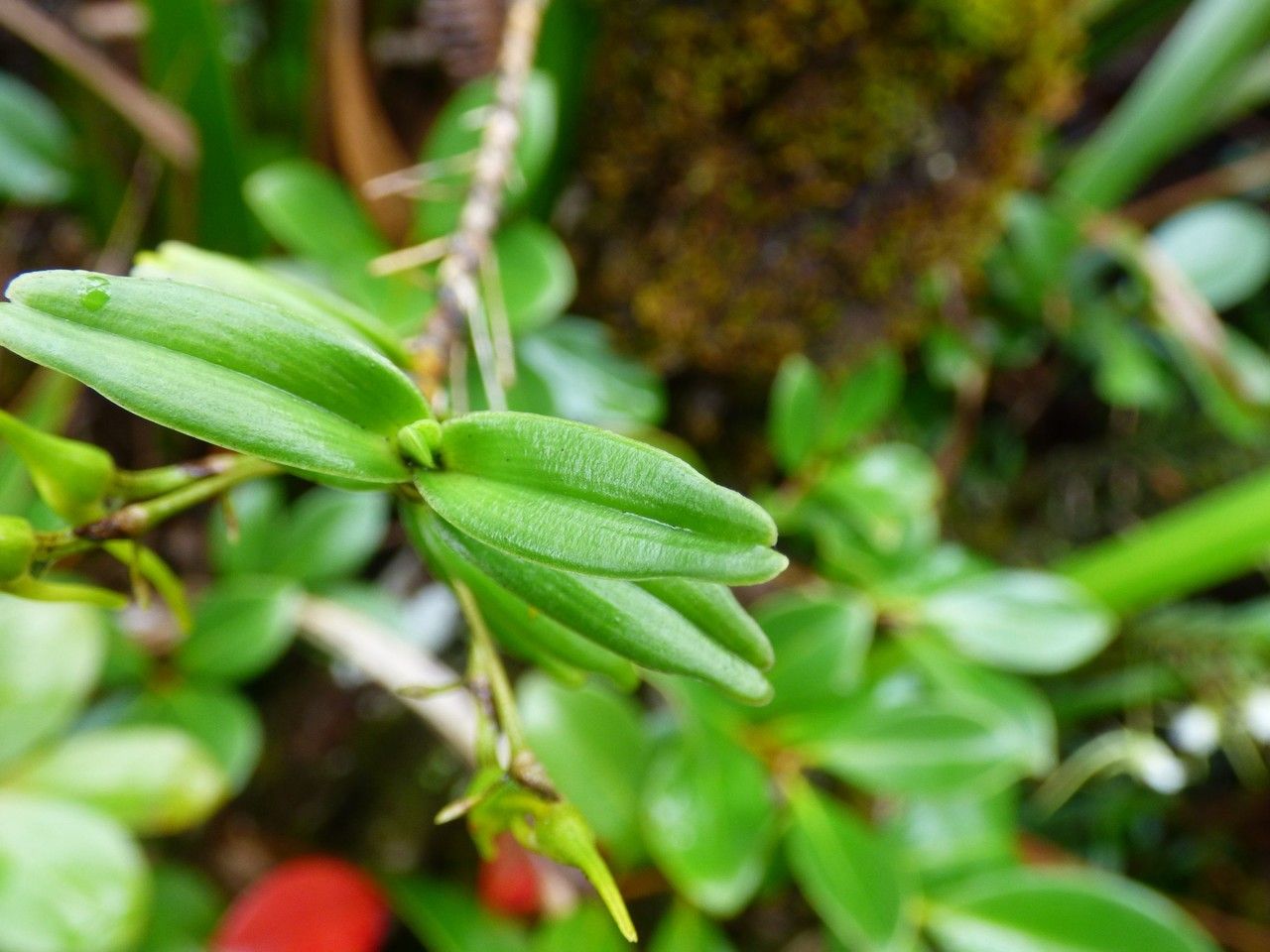 Angraecum expansum — houseplant care guide